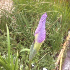 iris pink frost